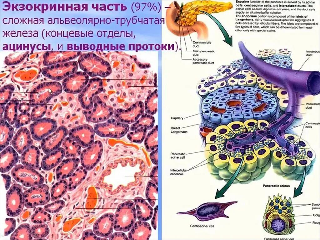 Схема экзокринной части поджелудочной железы. Экзокринные железы поджелудочной железы. Ацинус гистология поджелудочная железа экзокринная часть. Строение ацинуса поджелудочной железы гистология. Секреторные б клетки