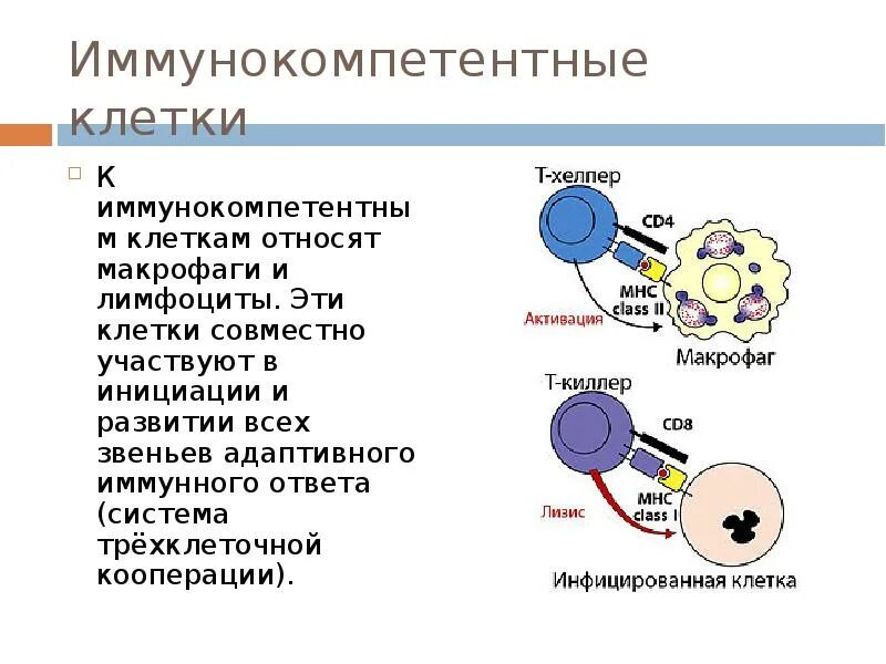 Какие клетки принимают участие