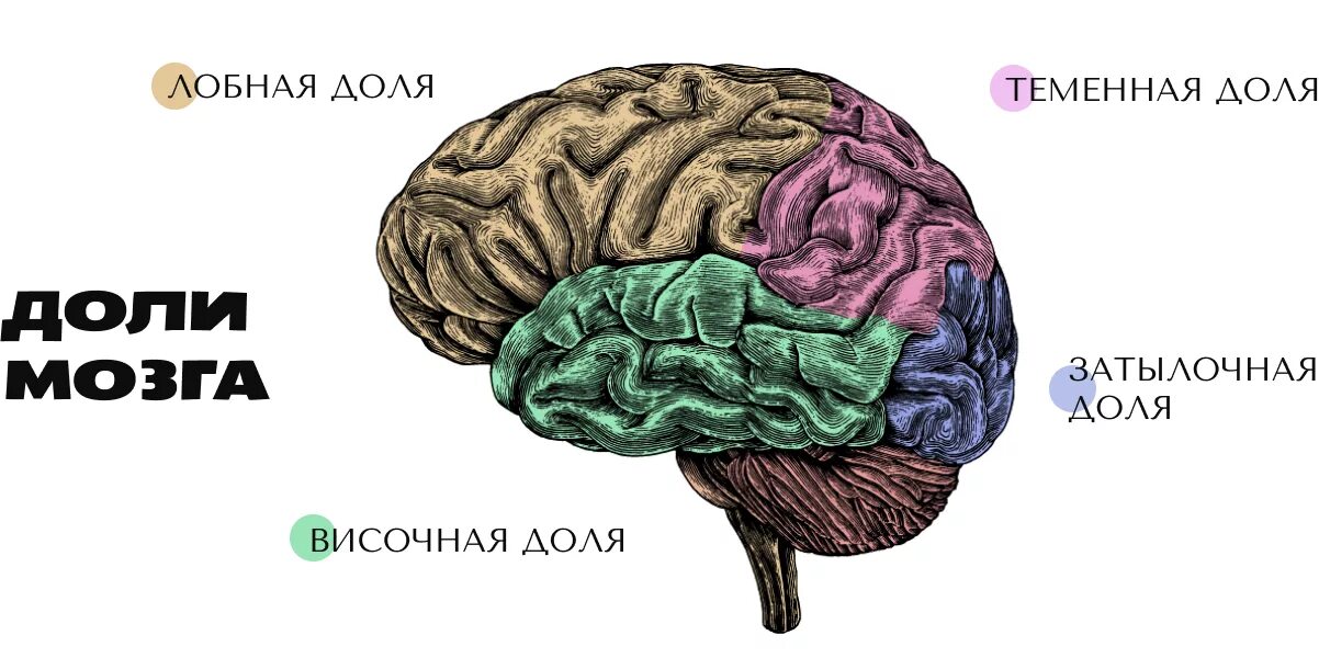 Лобно теменная область мозга. Лобные и теменные доли мозга.