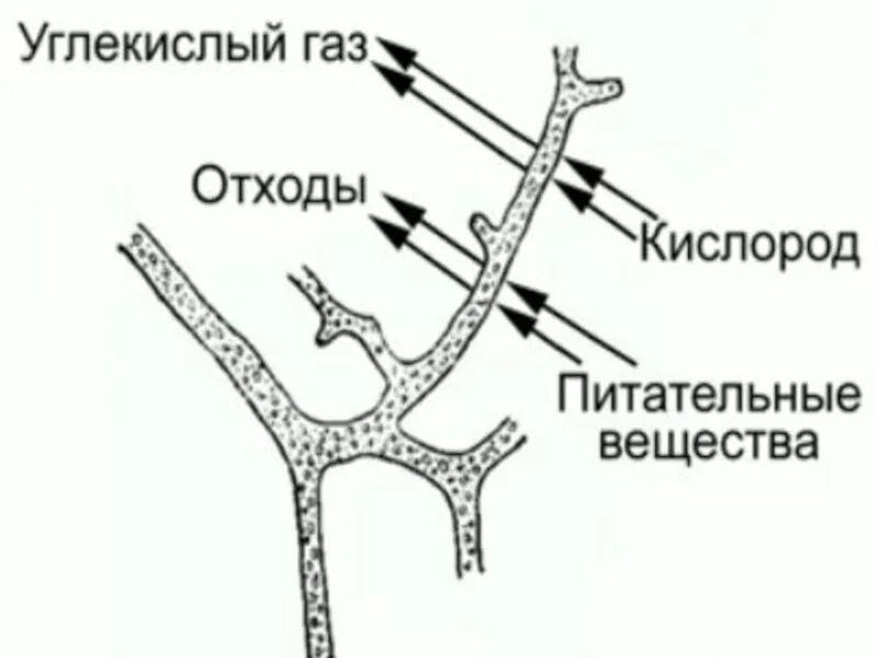 Грибы обмен веществ. Транспорт веществ в грибах.