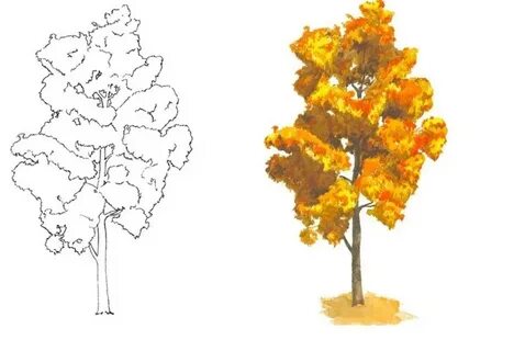 Рисование осенний клен и ель