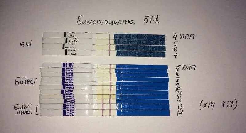 Тесты на беременность после подсадки эмбриона. Тест на беременность после переноса эмбриона трехдневки. 6 День после криопереноса 5 дневок тесты на беременность. Тесты на беременность на 5 ДПП эмбрионов. Полоски после подсадки.