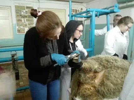Ветеринар кастрировала