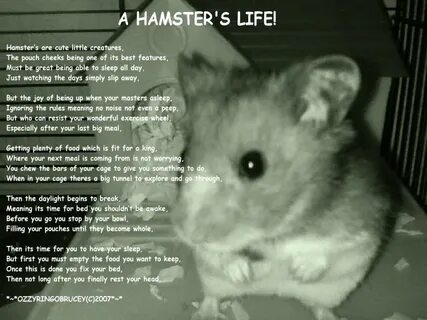 Hamster lives