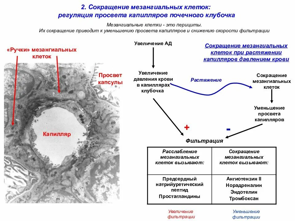 Клетки б укорачивание. Мезангиальные клетки почек функции. Механизм регуляции просвета капилляра. Мезангиальные клетки клубочков. Мезангиальные клетки гистология.