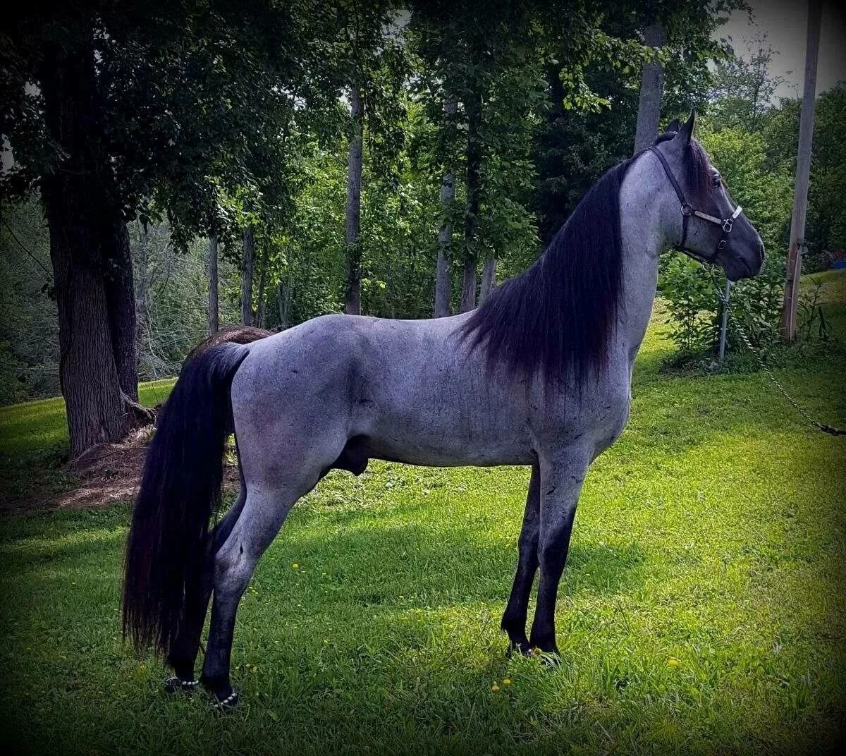 Пегий Орловский рысак. Лошадь масть Роан. Масть Blue Roan. Лошади с мастью Blue Roan.