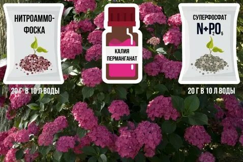 Полить гортензию марганцовкой
