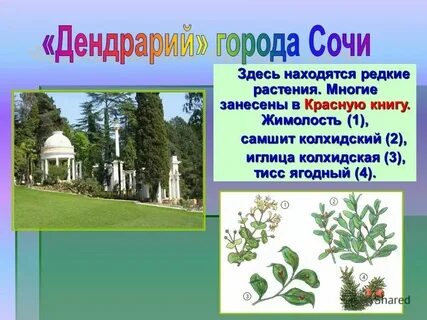 Растения города перечислить