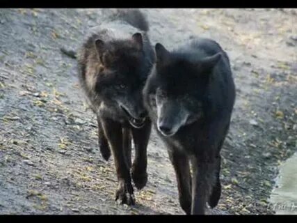 Wolf 4t