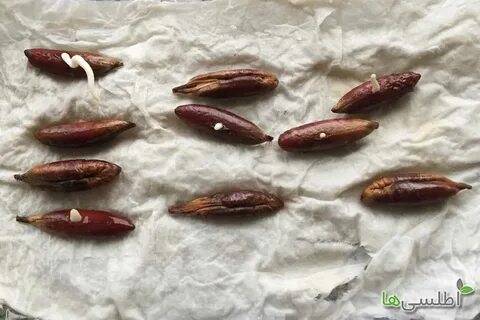 Семечки фиников