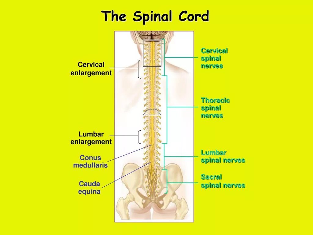 Cord перевод на русский. Спинной мозг курицы. Thoracic Spinal nerves.