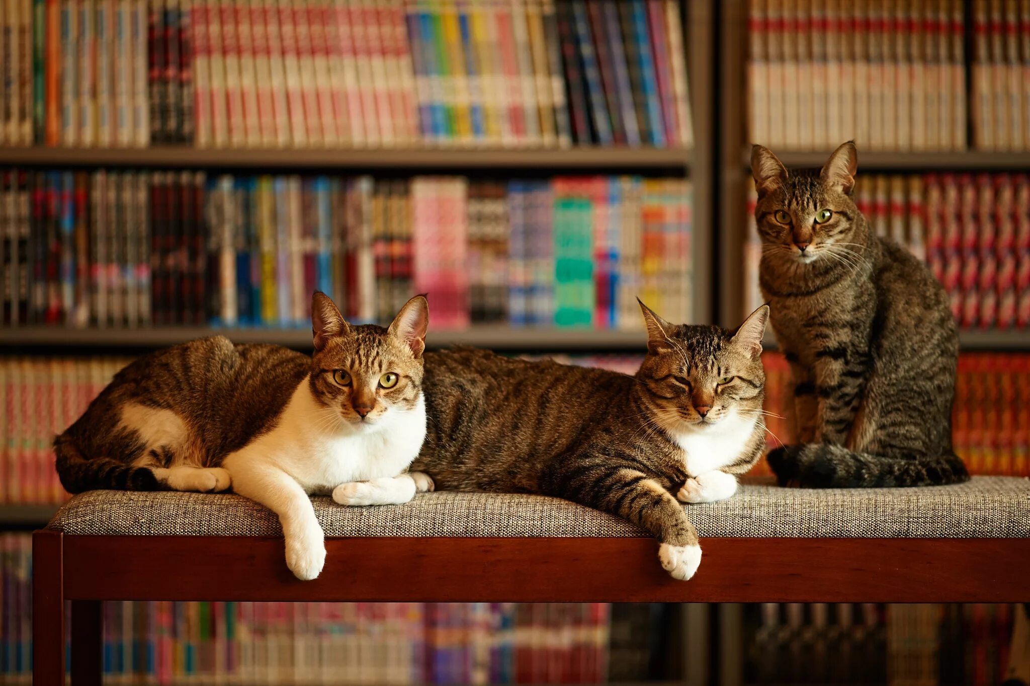 Три кошки дома. Передержка животных. Дом 3 кота. Три кошки дома. Кошка с котятами в коробке.