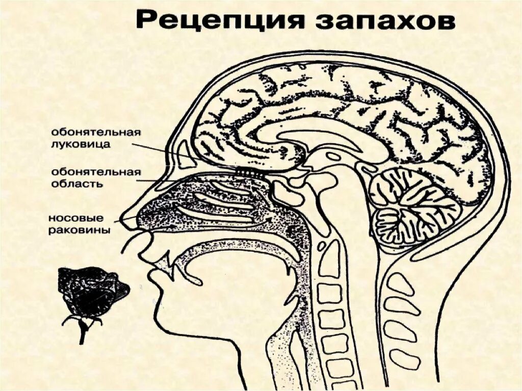 Отделы мозга обоняние. Сенсорная система обоняния. Обонятельный анализатор обонятельный анализатор. Обонятельный анализатор строение. Строение вкусового и обонятельного анализатора.