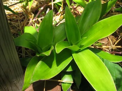 Gold plant