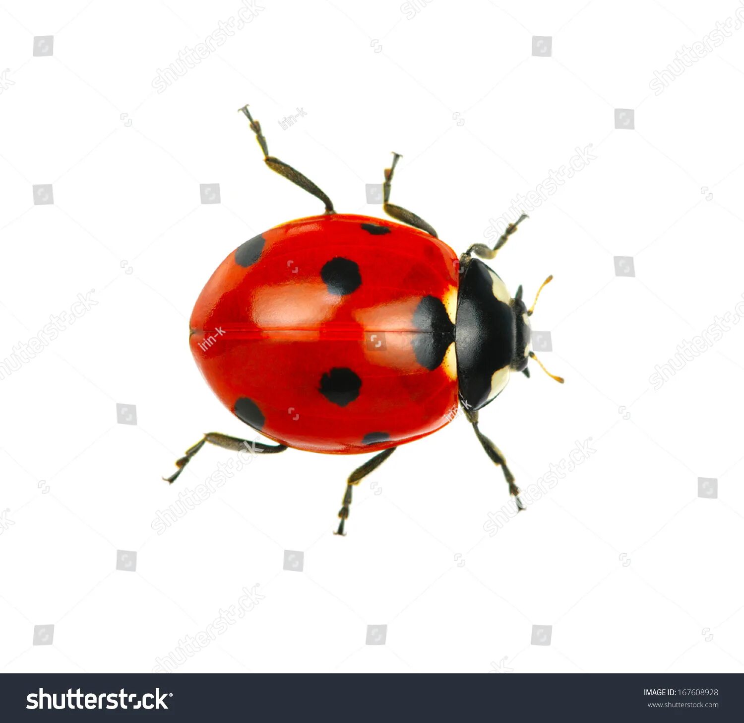 Red bug