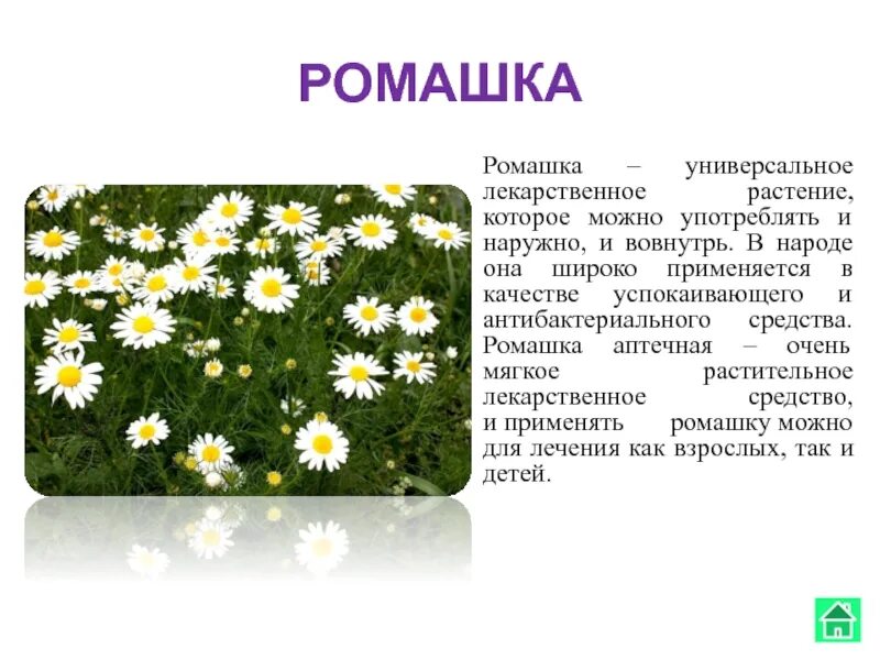 Адрес ромашки. Ромашка аптечная низкорослая. Информация о ромашке. Ромашка описание растения. Сообщение о растении Ромашка.