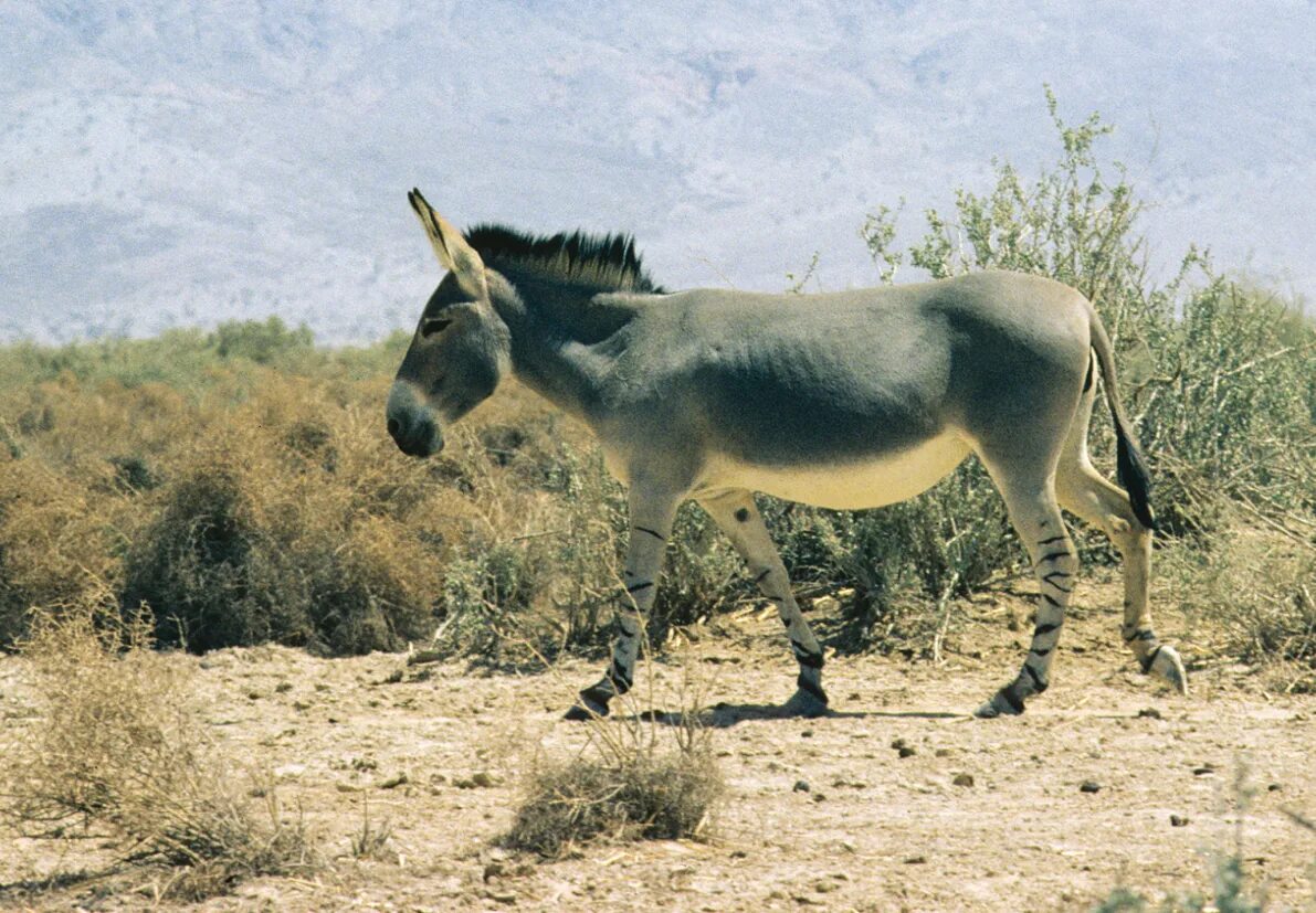 Persian onager : Whipsnade : 16 Aug 2014 - ZooChat