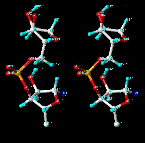 Молекула рибонуклеиновой кислоты. Классическая генетика. Рибонуклеиновая кислота фото. ДНК молекула фосфорные группы.