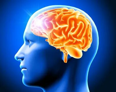 Hippocampus, Bagian Otak yang Berperan Penting untuk Mengingat.
