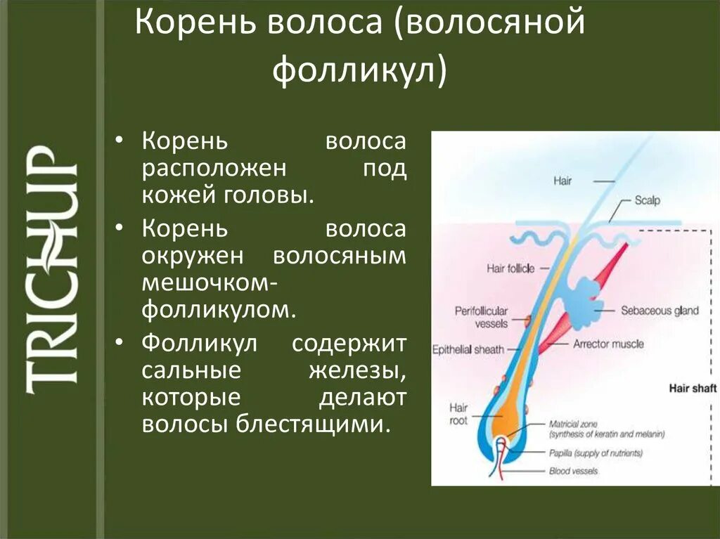 Корень волоса окружен