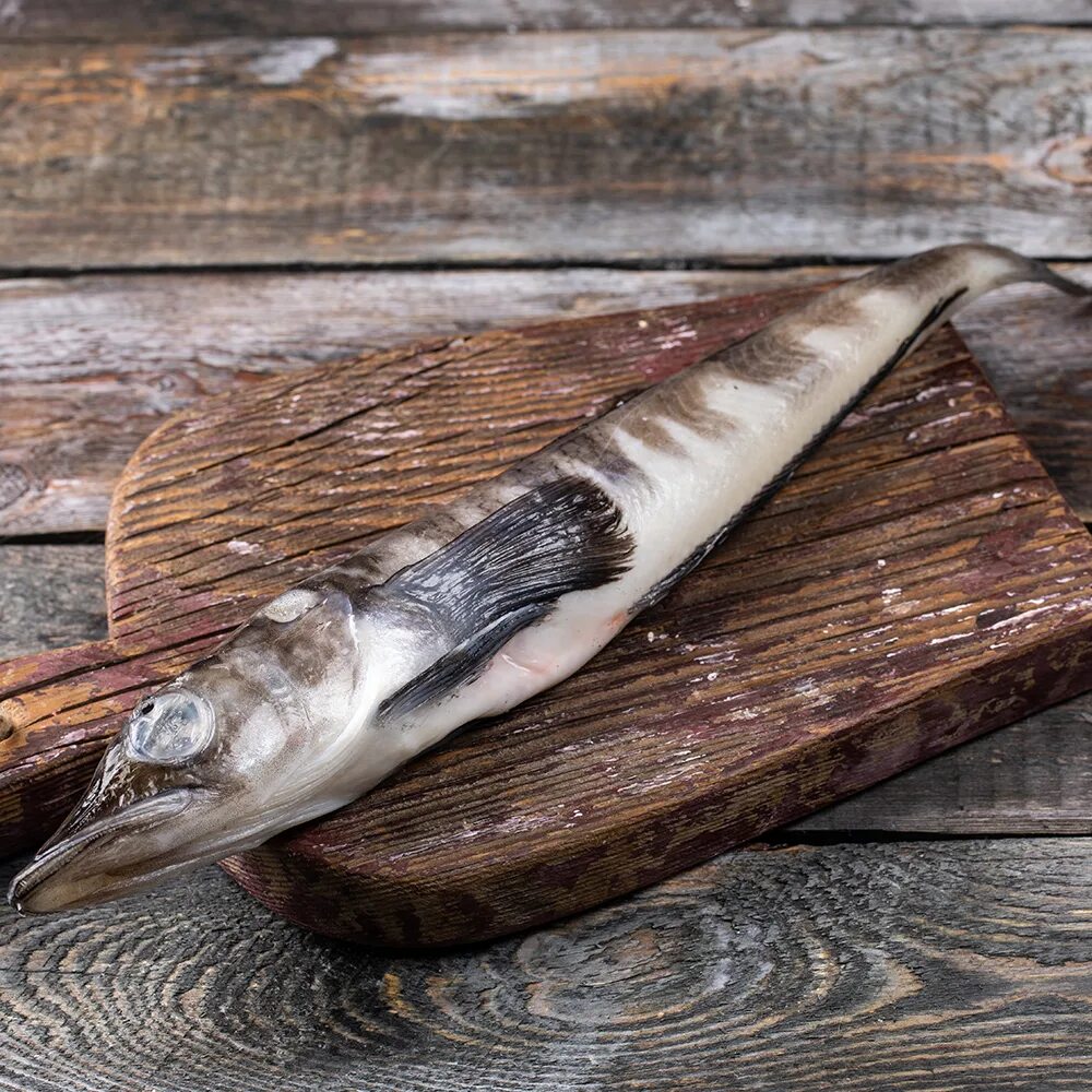 крокодиловая белокровка. рыба крокодиловая белокровка. ледяная рыба белокровка. где водится ледяная рыба. где водится ледяная рыба.