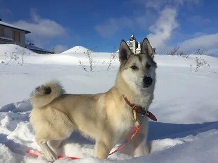 Создатель лайка фото