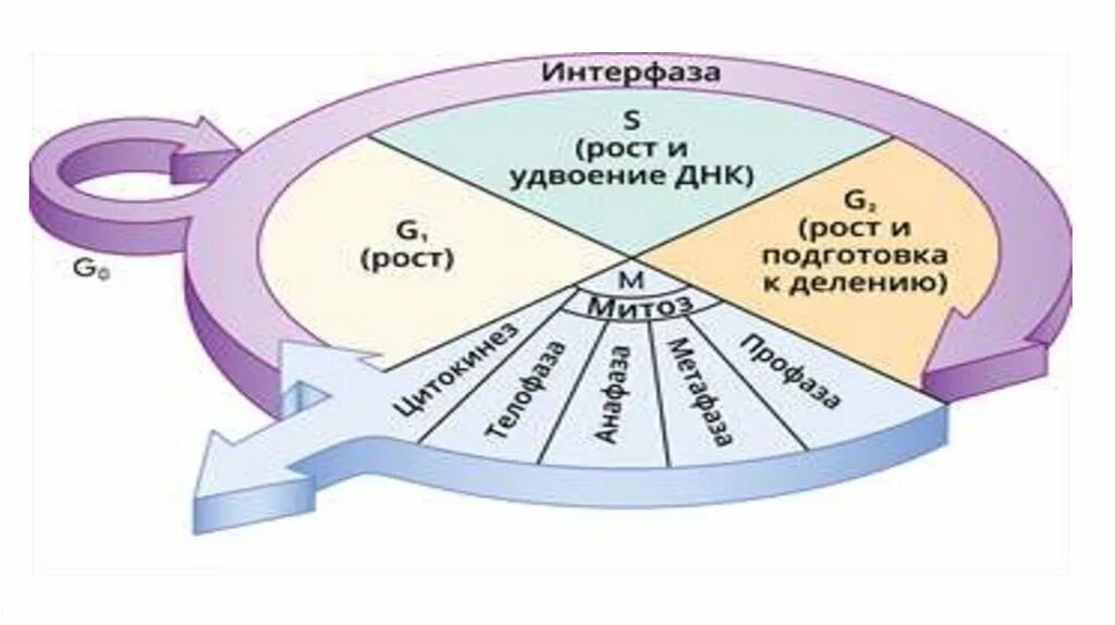 В интерфазе происходит удвоение днк. В интерфазе происходит удвоение днк