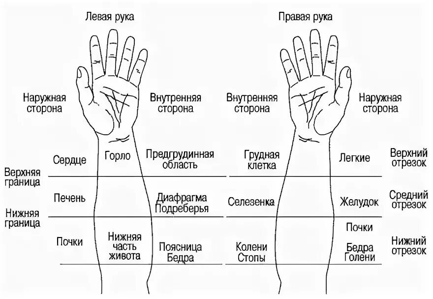 Пальцы на руке название на русском. Соответствие органов на руке. Части ладони названия. Части тела на ладони. Названия частей пальцев.