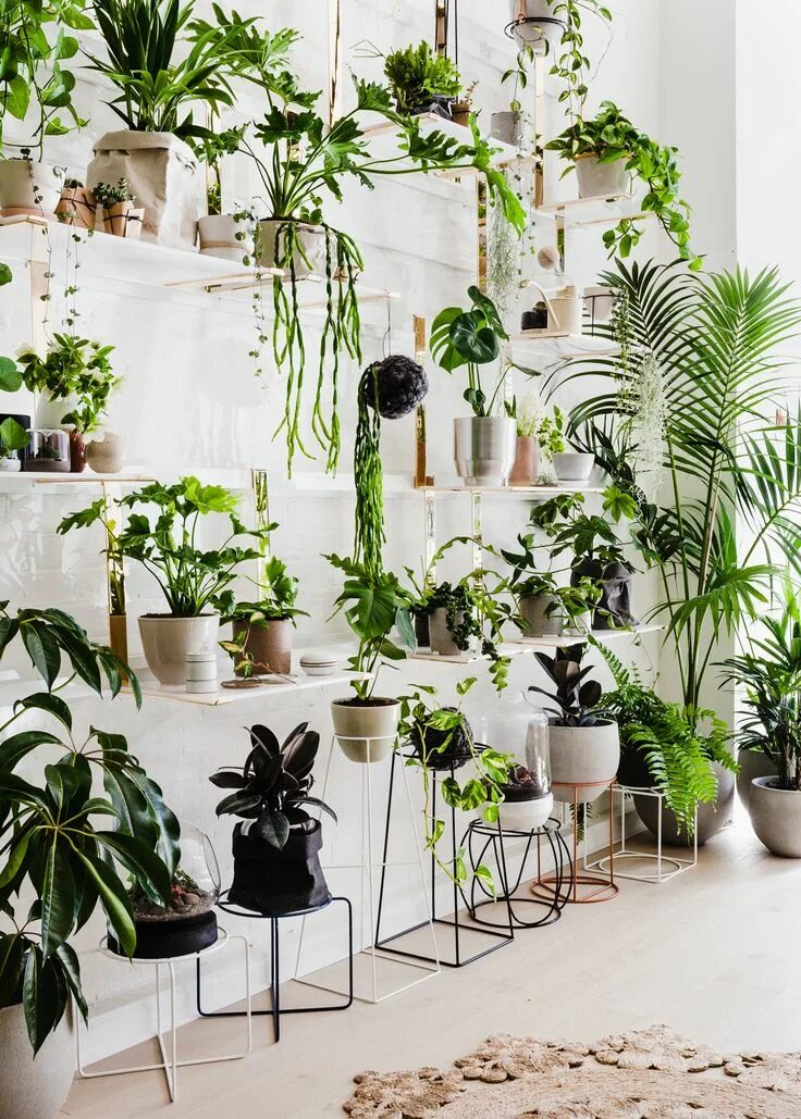 Indoor plants. Хлорофитум вертикальное Озеленение. Комнатные цветы в интерьере. Комнатные цветы в Интер. Комната с растениями.