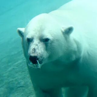 polarbear #bear #tundratrek #endangeredspecies #wildlife Арктический Волк, Полярная...