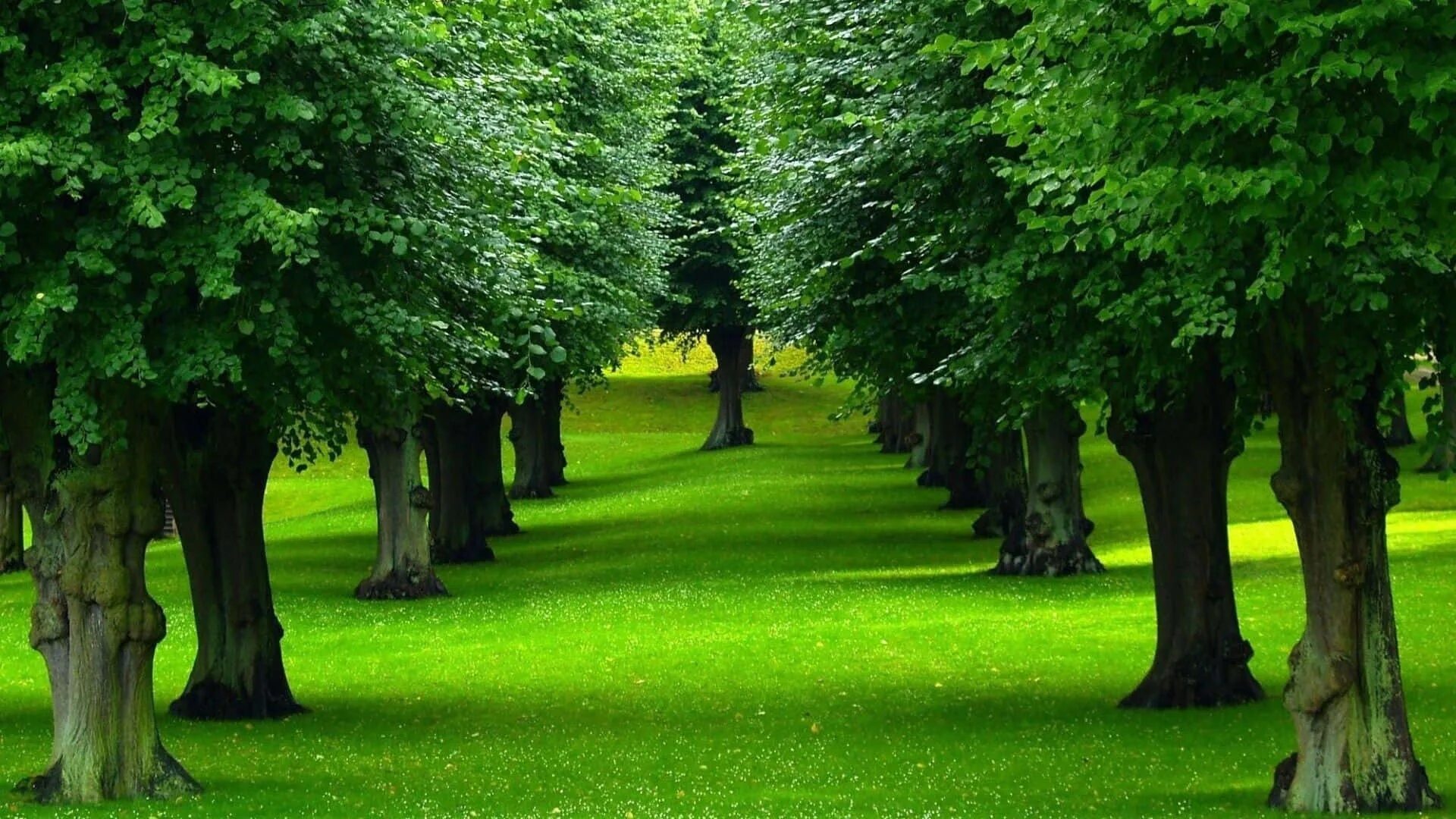 Greenery