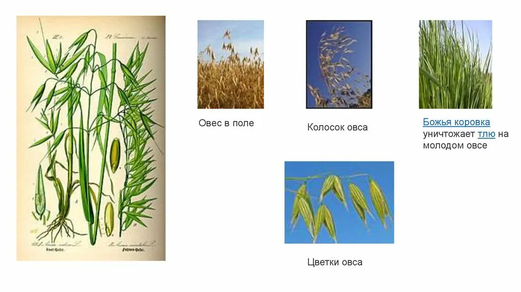 Овёс посевной. Поле овса. Колоски овса. Овес происхождение. Строение цветка овес