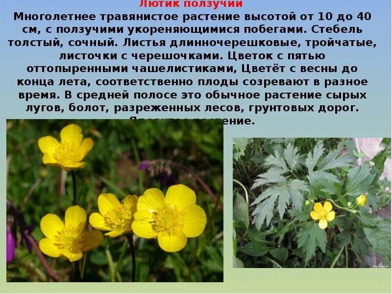 Растение леса сообщение 4 класс