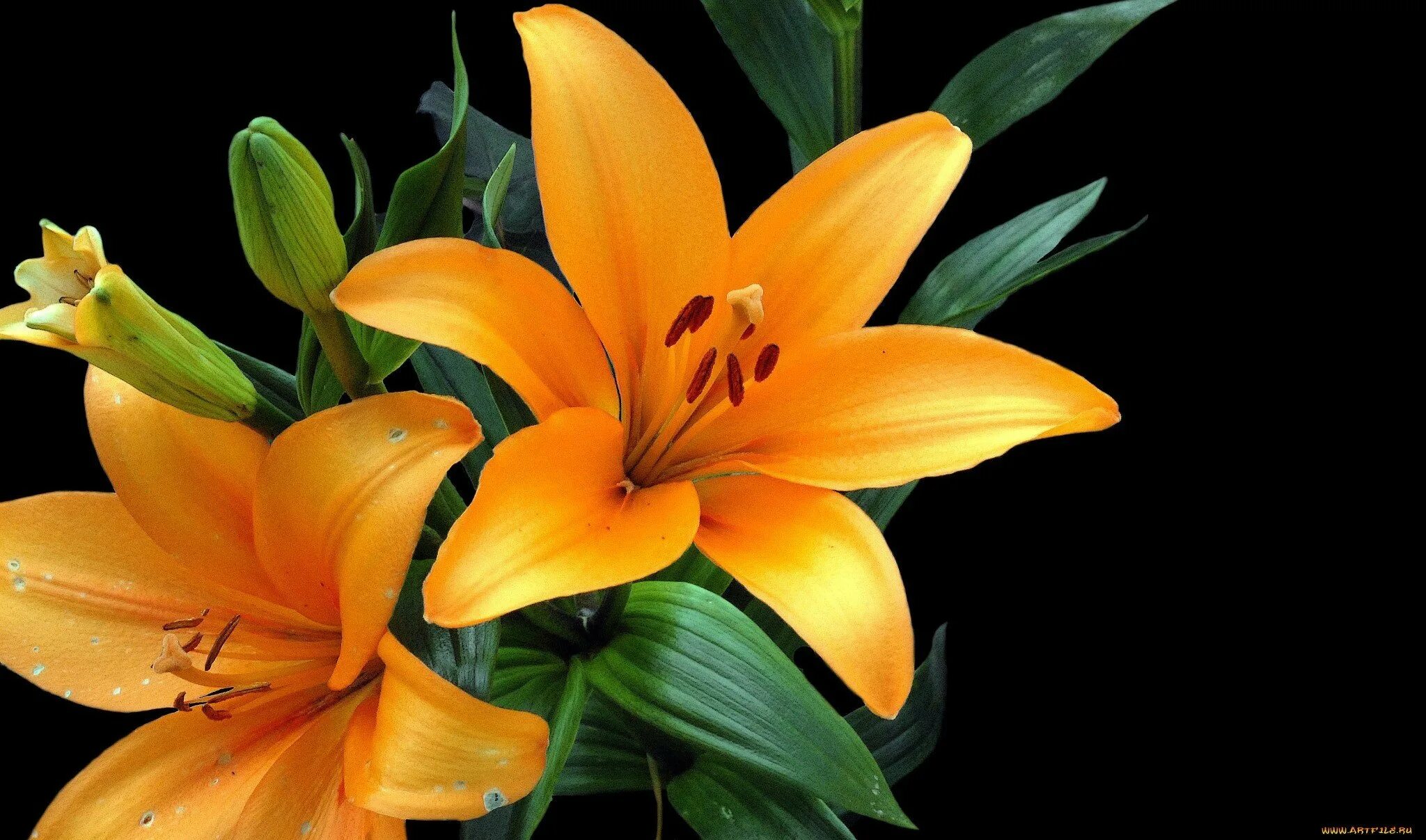 Lily picture