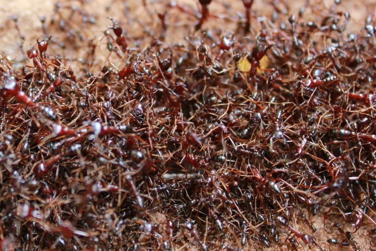 Заболевшие муравьи. Марабунта муравьи. Муравьи сиафу. Dorylus муравьи. Siafu (Dorylus).