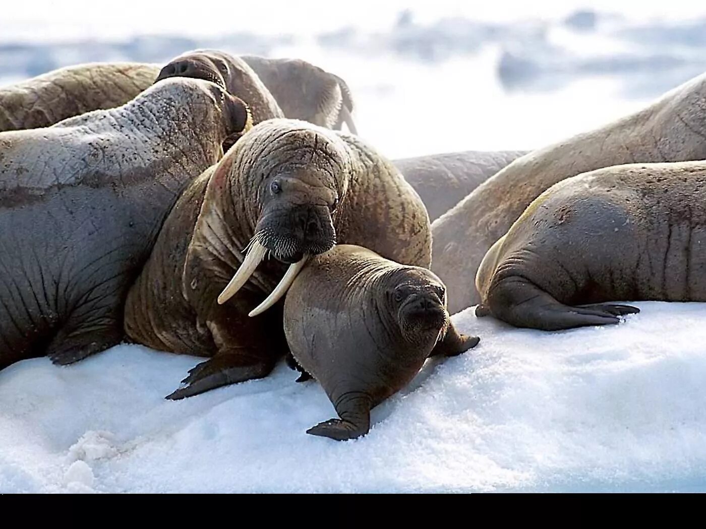 Морж в Арктике. Семейство ластоногих моржей. Морж арктической пустыни. Атлантический морж. Моржи в тундре
