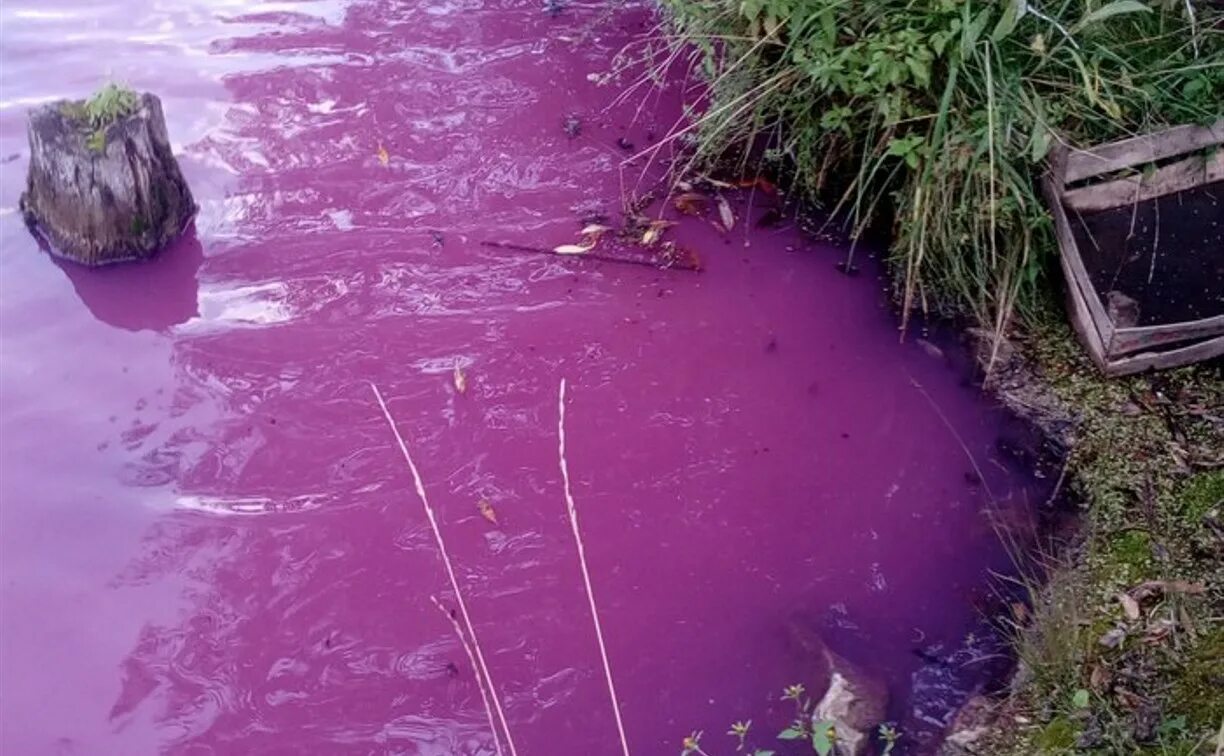 Розоватой воде на пруду. Товарковское водохранилище. Товарковское водохранилище Тульская область. Фиолетовая речка. Пруд.