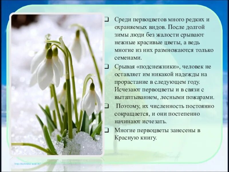 Первоцвет текст. Подснежник для детей. Описание подснежника. Подснежник для дошкольников. Весенние цветы описание.