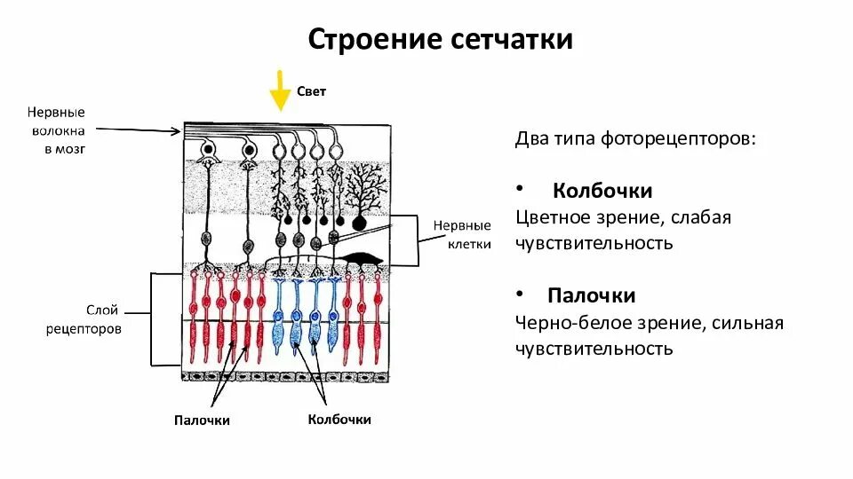 Строение сетчатки рисунок