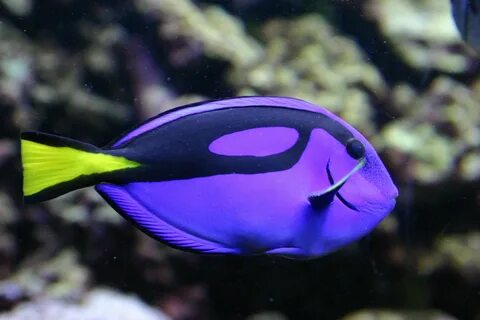 Colorful fish