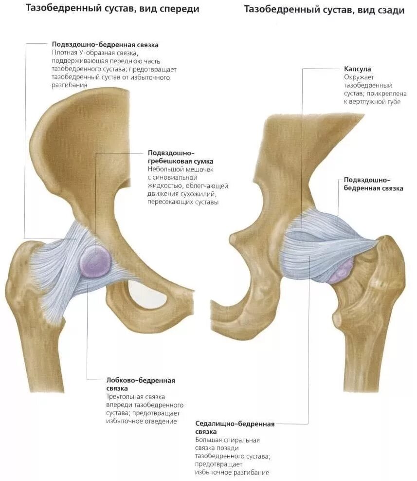 Анатомическая структура тазобедренного сустава. Связки тазобедренного сустава вид спереди. Связочный аппарат тазобедренного сустава анатомия. Тазобедренный сустав строение связки. Правый бедренный сустав
