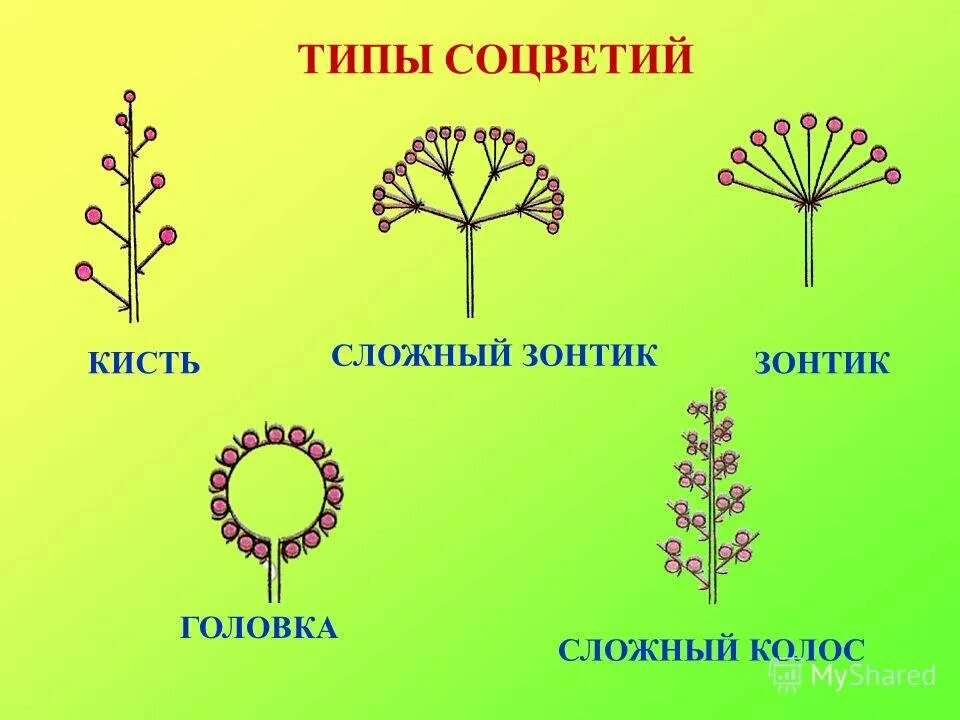 Сложный зонтик соцветие примеры растений. Цветы с соцветием метелка. Соцветия метелка зонтик Колос. Соцветие кисть. Сложная головка соцветие.