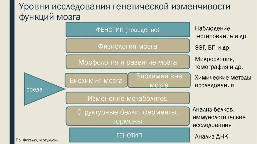 Уровни исследования. Уровни изучения генетика. Уровни исследования мозга. Уровни изучения человека.