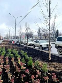Саженцы в перми
