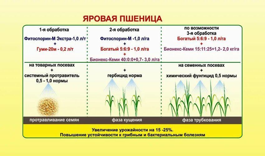Растения с плодом зерновка. Фазы вегетации озимой пшеницы. Строение колоса злака. Растения с мочковатой корневой системой. У пшеницы образуется.