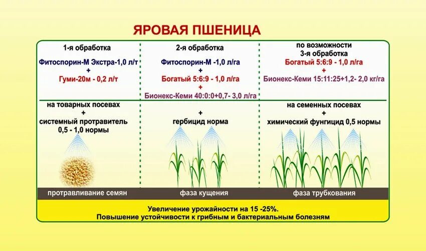 Особенности ячменя. Удобрение Яровой пшеницы схема. Схема высева Яровой пшеницы. Схема уборки Яровой пшеницы. Обработка фунгицидами озимой пшеницы.