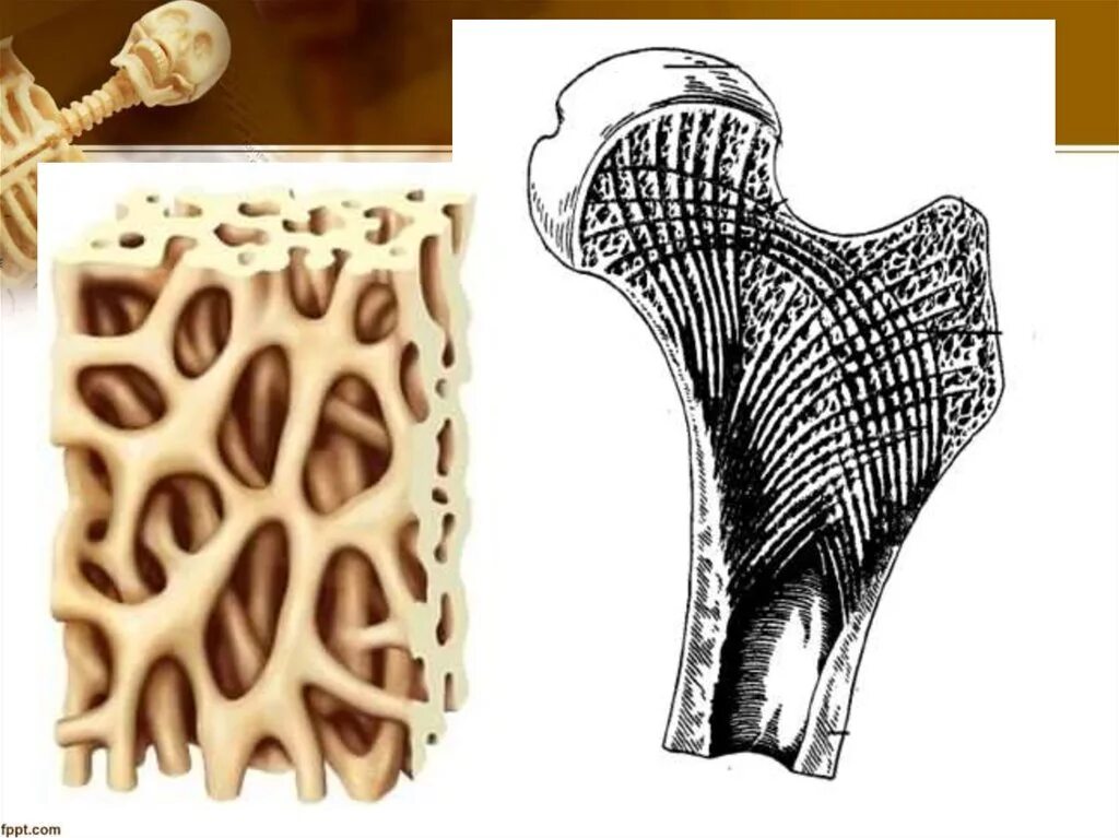 Кость образующую губчатое вещество. Губчатое вещество кости. Костные пластинки губчатого вещества. Компактное и губчатое вещество кости. Губчатая кость.