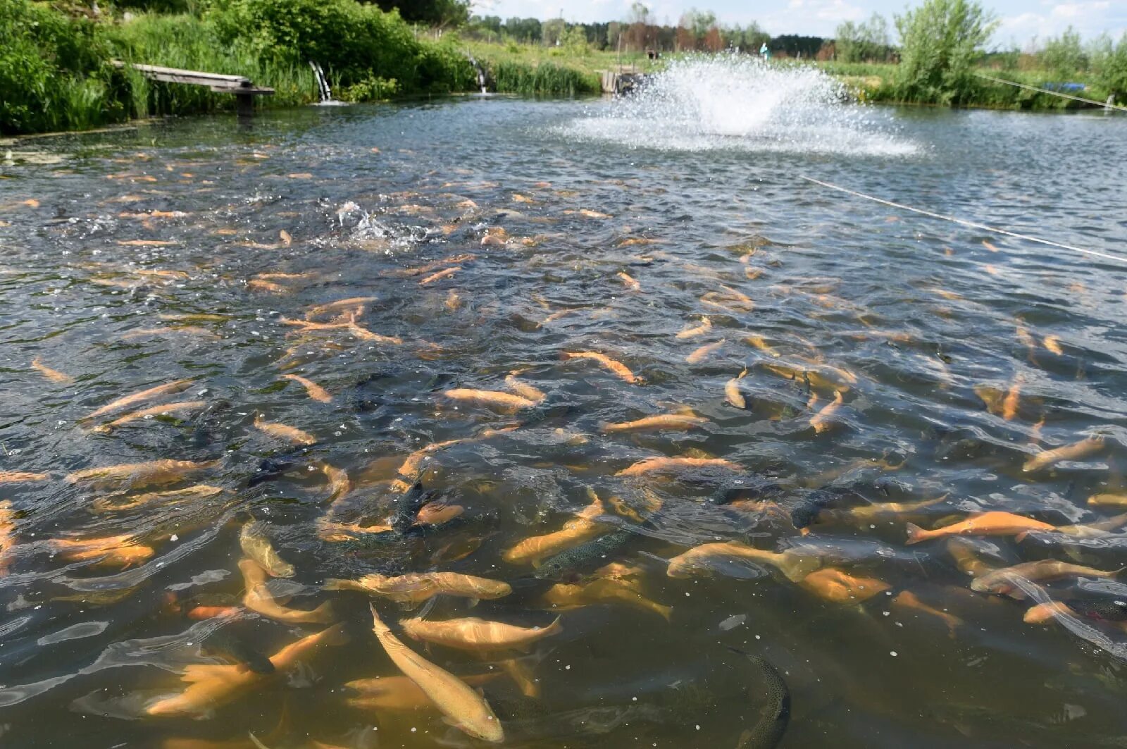 Как разводить форель