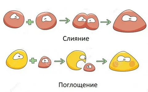 Феномен слияния
