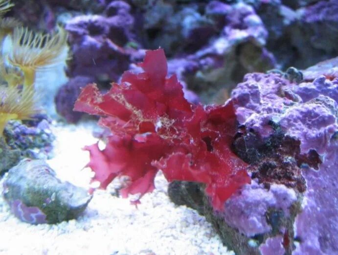 Красные водоросли глубина. Красные водоросли Тихого океана. Красная водоросль пурпурной окраски. Красный цвет водорослей красного моря. Красные водоросли Южный океан.